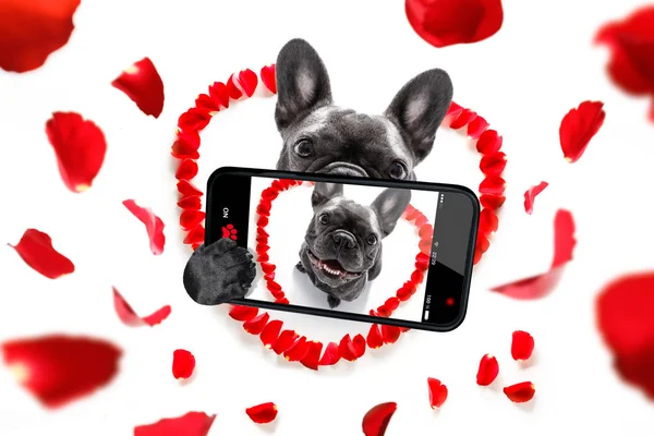Feliz valentines perro selfie — Foto de Stock
