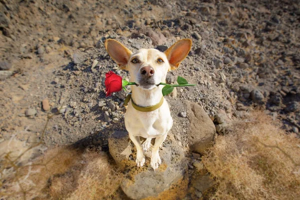 Собака готова піти гуляти на валентинках — стокове фото