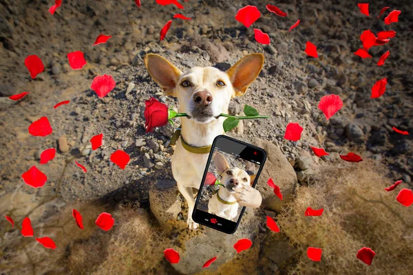 Hund klar til at gå en tur på valentiner - Stock-foto