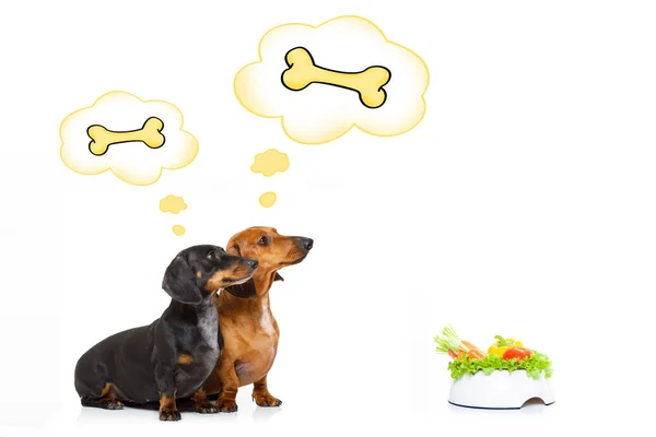 Healthy dogs with food bowl and owner — Stock Photo, Image