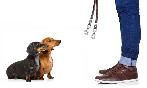 Couple of dogs and owner  with leash — Stock Photo, Image