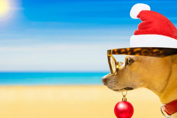 Pes sledovat na pláži na letní vánoční svátky — Stock fotografie