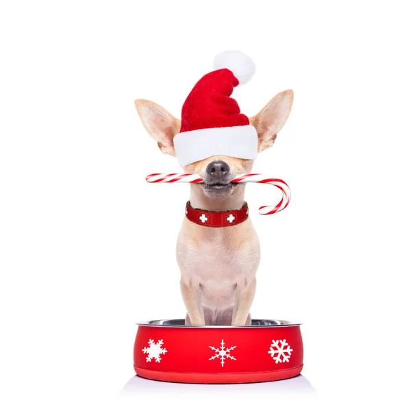 Hungry santa claus  dog inside food bowl — Stock Photo, Image