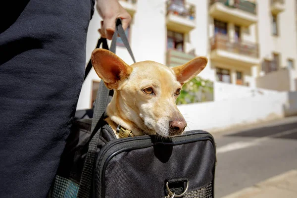 Собака в транспортній коробці або сумці готовий до подорожі — стокове фото