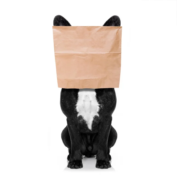 Perro con bolsa de papel en la cabeza — Foto de Stock