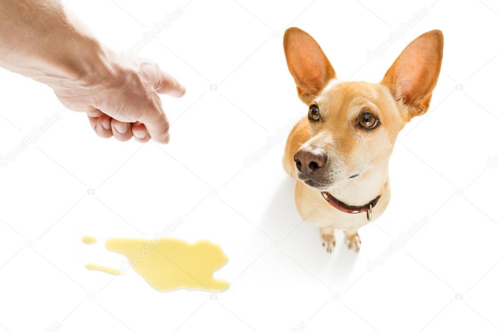 dog pee urine on the floor