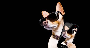 köpek güneş gözlüğü ile poz