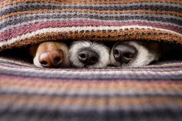 Собаки под одеялом вместе — стоковое фото