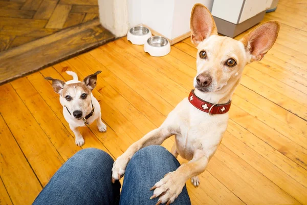 Hungry dogs with food bowl — Stock Photo, Image