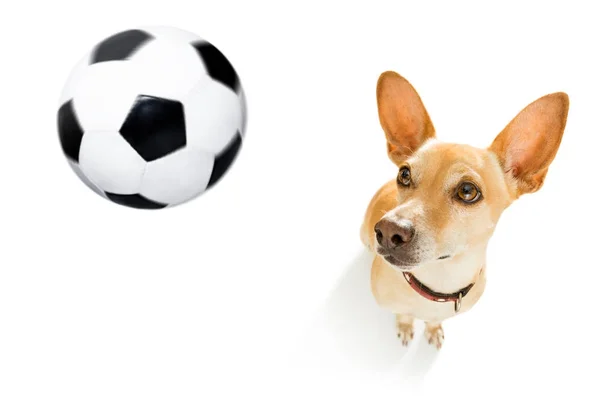 Fußballspieler Hund — Stockfoto