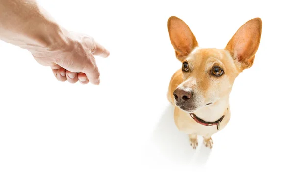 Propietario castigando a su perro —  Fotos de Stock