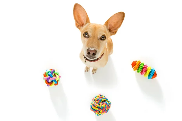 Perro con juguetes para mascotas — Foto de Stock