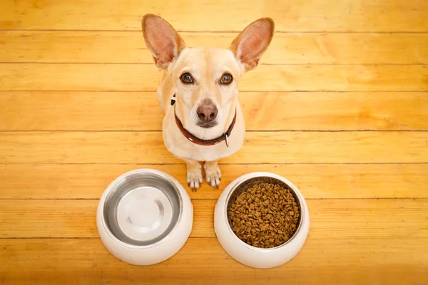 Голодні собаки миски — стокове фото