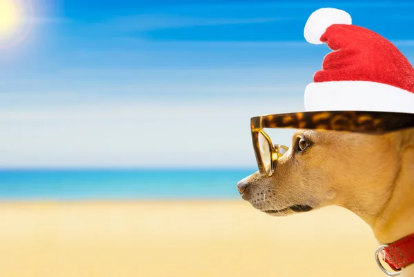 Yaz plaj izlemek köpek Noel tatili — Stok fotoğraf