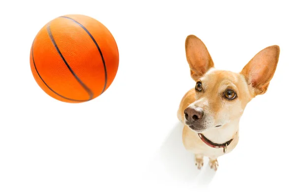 Jogador de basquete cão — Fotografia de Stock