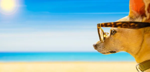 Σκύλος, βλέποντας την παραλία το καλοκαίρι — Φωτογραφία Αρχείου