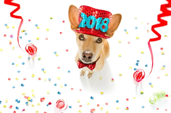 Feliz ano novo cão — Fotografia de Stock