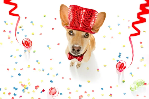 Happy new year dog — Stock Photo, Image