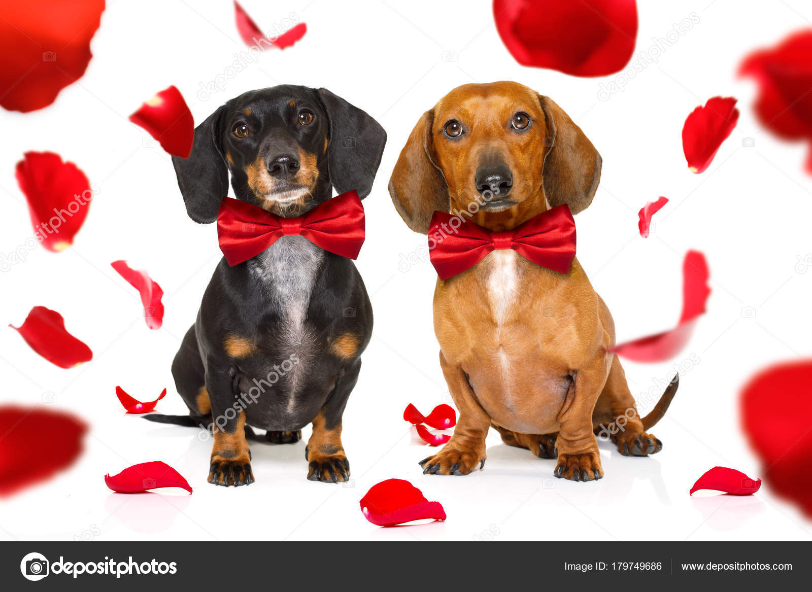 Images Valentines Day Weiner Dog Couple Dachshund Sausage
