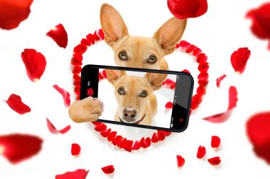 mutlu Sevgililer köpek selfie