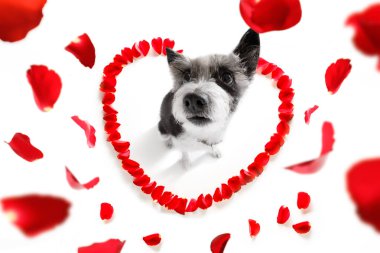 mutlu Sevgililer köpek