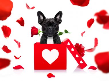 mutlu Sevgililer köpek