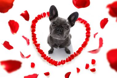 mutlu Sevgililer köpek