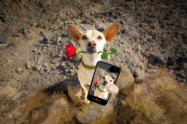 Dog ready to go for a walk on valentines — Stock Photo, Image