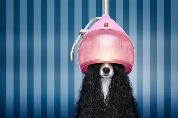 Собака в перукарні — стокове фото