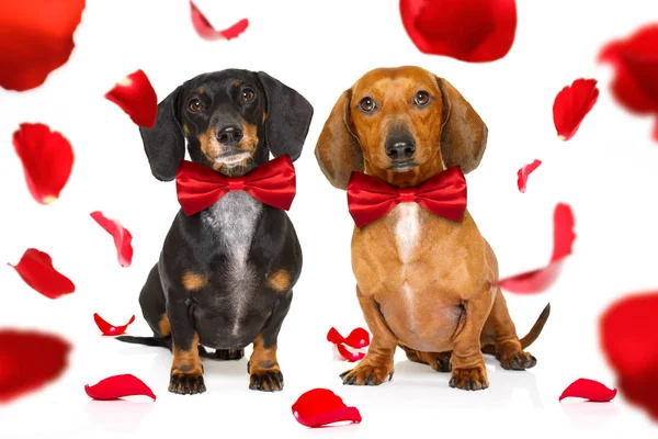 Para Psów Kiełbasa Jamnik Miłości Dla Happy Valentines Day Róży — Zdjęcie stockowe