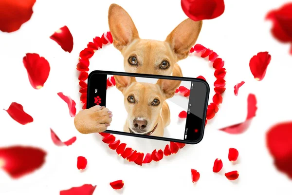 Felice San Valentino cane selfie — Foto Stock