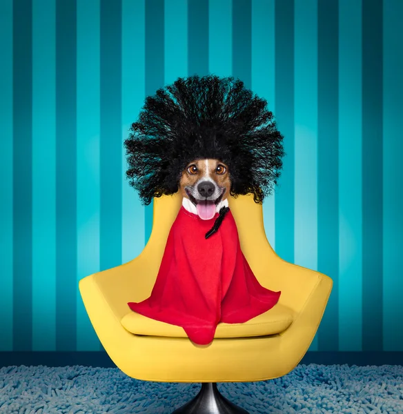 Собака в парикмахерской — стоковое фото