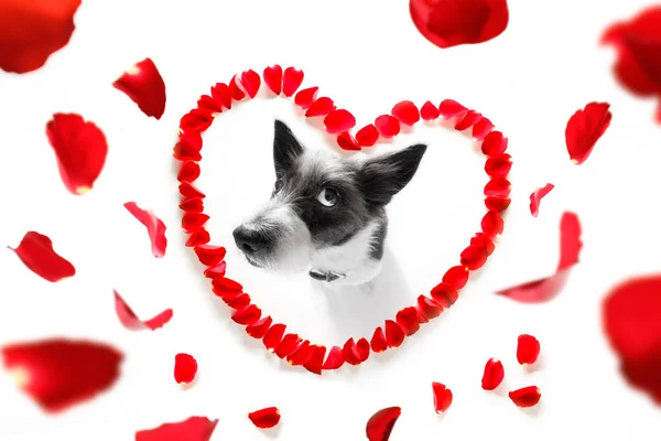 Glücklicher valentines Hund — Stockfoto