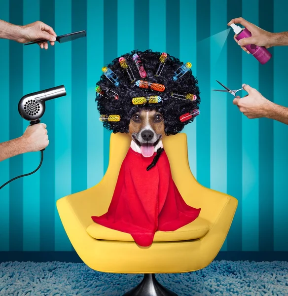 Hund på frisörer salong — Stockfoto