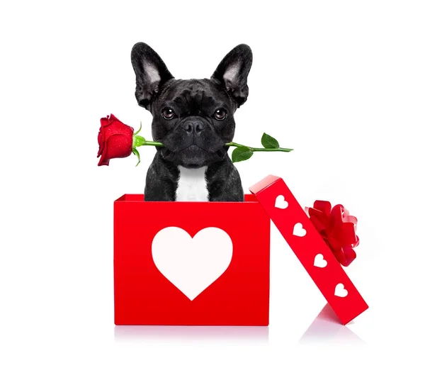 Glücklicher valentines Hund — Stockfoto