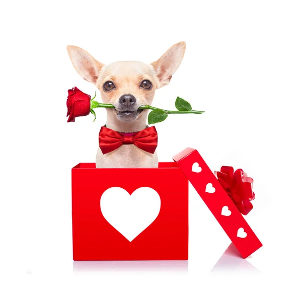 Heureux chien de valentines — Photo