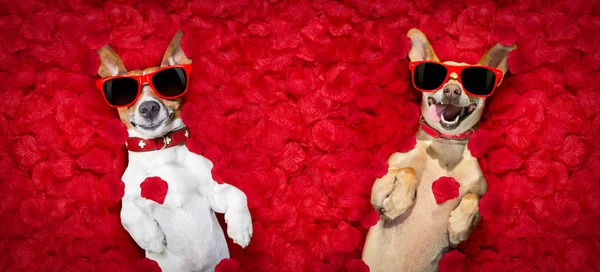 Valentines pareja de perros con pétalos de rosa —  Fotos de Stock