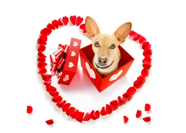 Glücklicher valentines Hund — Stockfoto