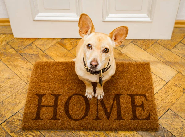 Perro espera en la puerta para un paseo —  Fotos de Stock