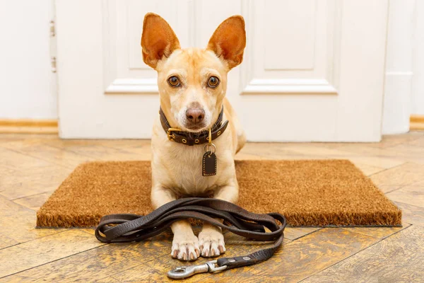 Perro espera en la puerta para un paseo —  Fotos de Stock