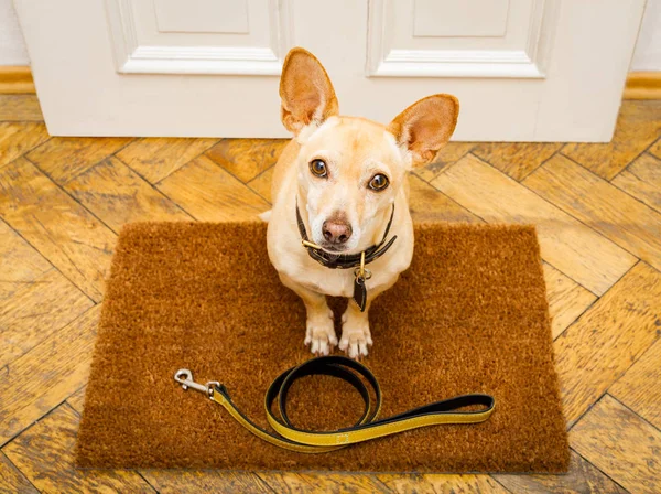 Hond wachten bij de deur voor een wandeling — Stockfoto