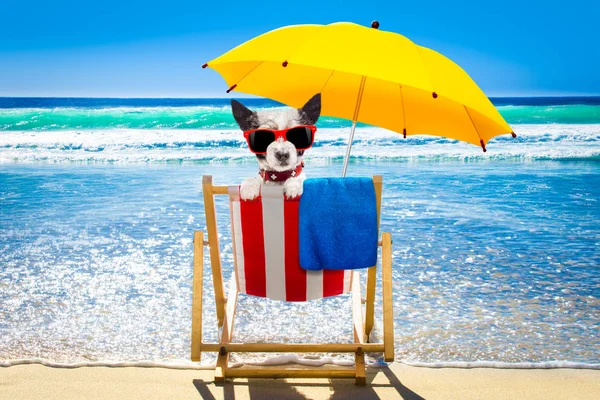 Cão relaxante em uma cadeira de praia — Fotografia de Stock