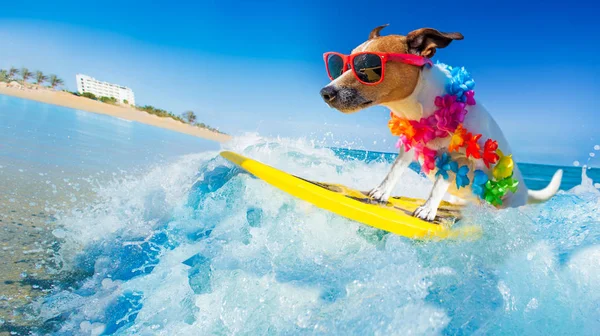 Hond surfen op een golf — Stockfoto