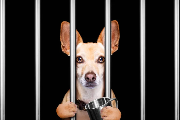 Criminal dog behind bars in police station, jail prison, or shel — Stock Photo, Image
