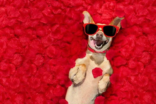 Valentines hond met rozenblaadjes — Stockfoto