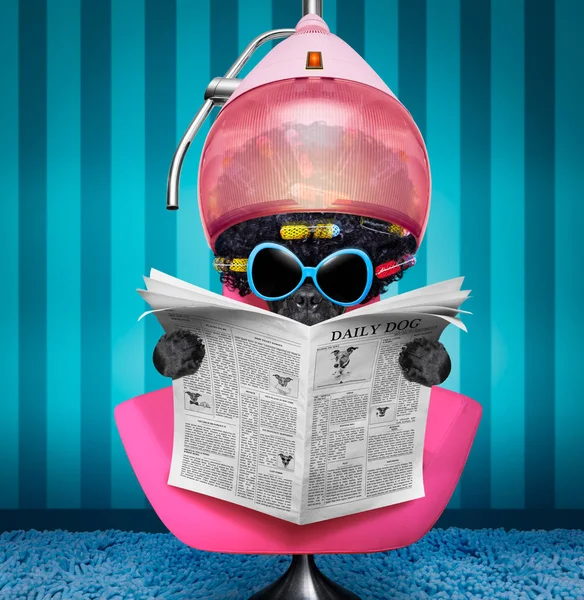 Stockfotos Friseur Witzig Bilder Stockfotografie Friseur Witzig Lizenzfreie Fotos Depositphotos