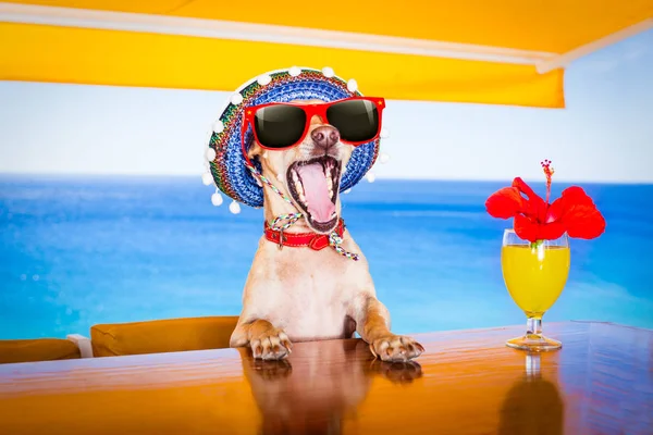 夏の休暇でカクテルを飲む犬、ビーチ クラブ — ストック写真