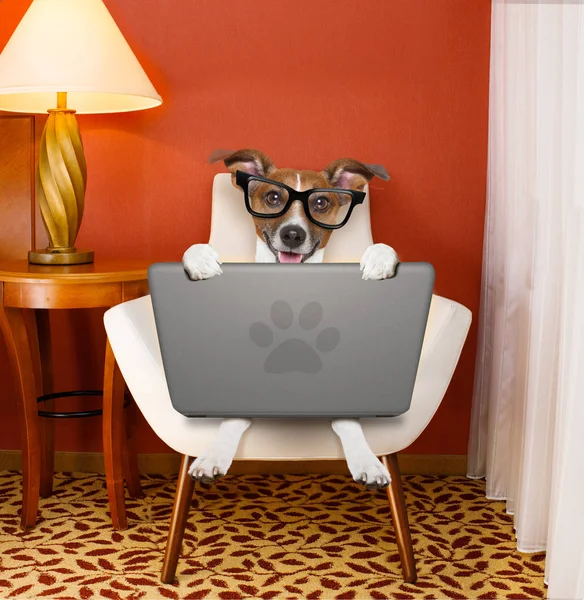 Dog with laptop pc computer — Stock Photo, Image