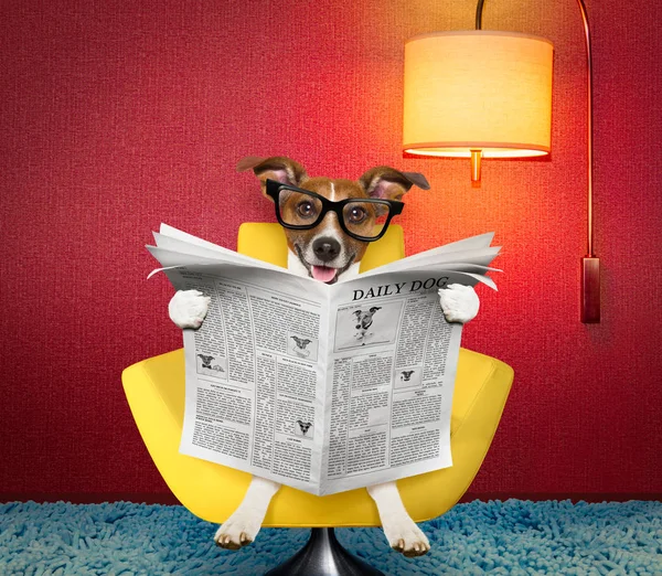 Hund liest Zeitung zu Hause — Stockfoto