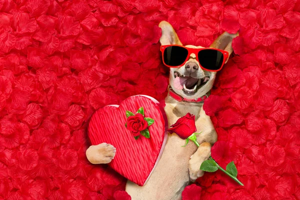 Valentim cão com pétalas de rosa — Fotografia de Stock
